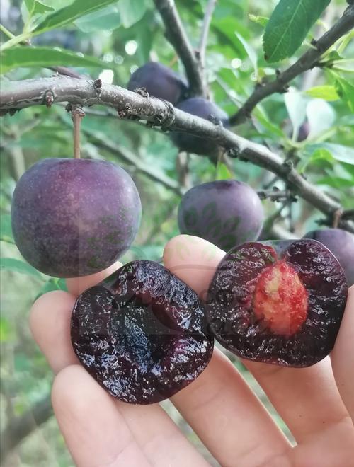 Гибрид Мэйнор (слива+вишня) 